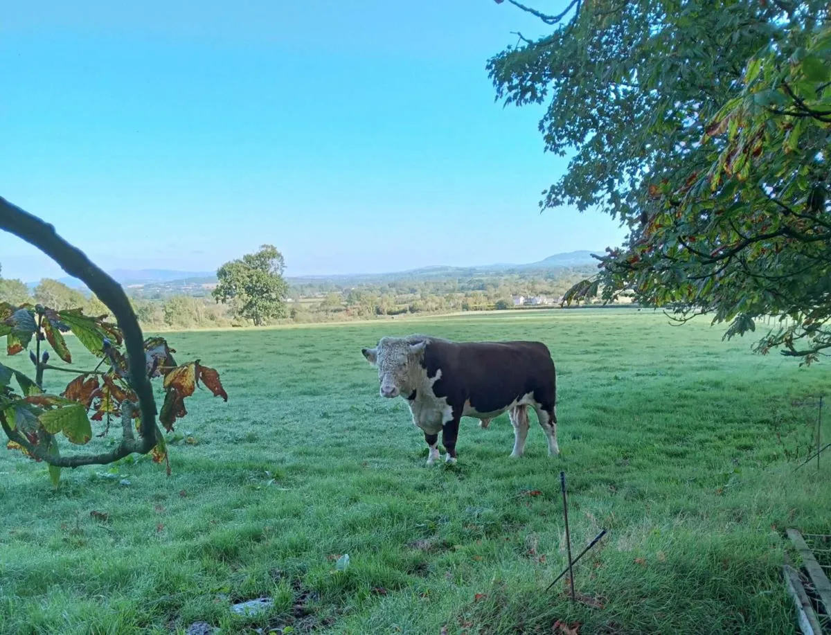 Hereford Bull