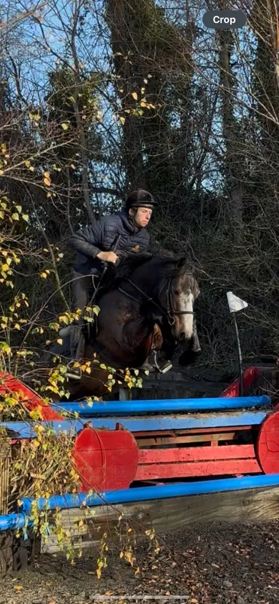 Family Pony Connemara gelding 14.1hh - Image 2