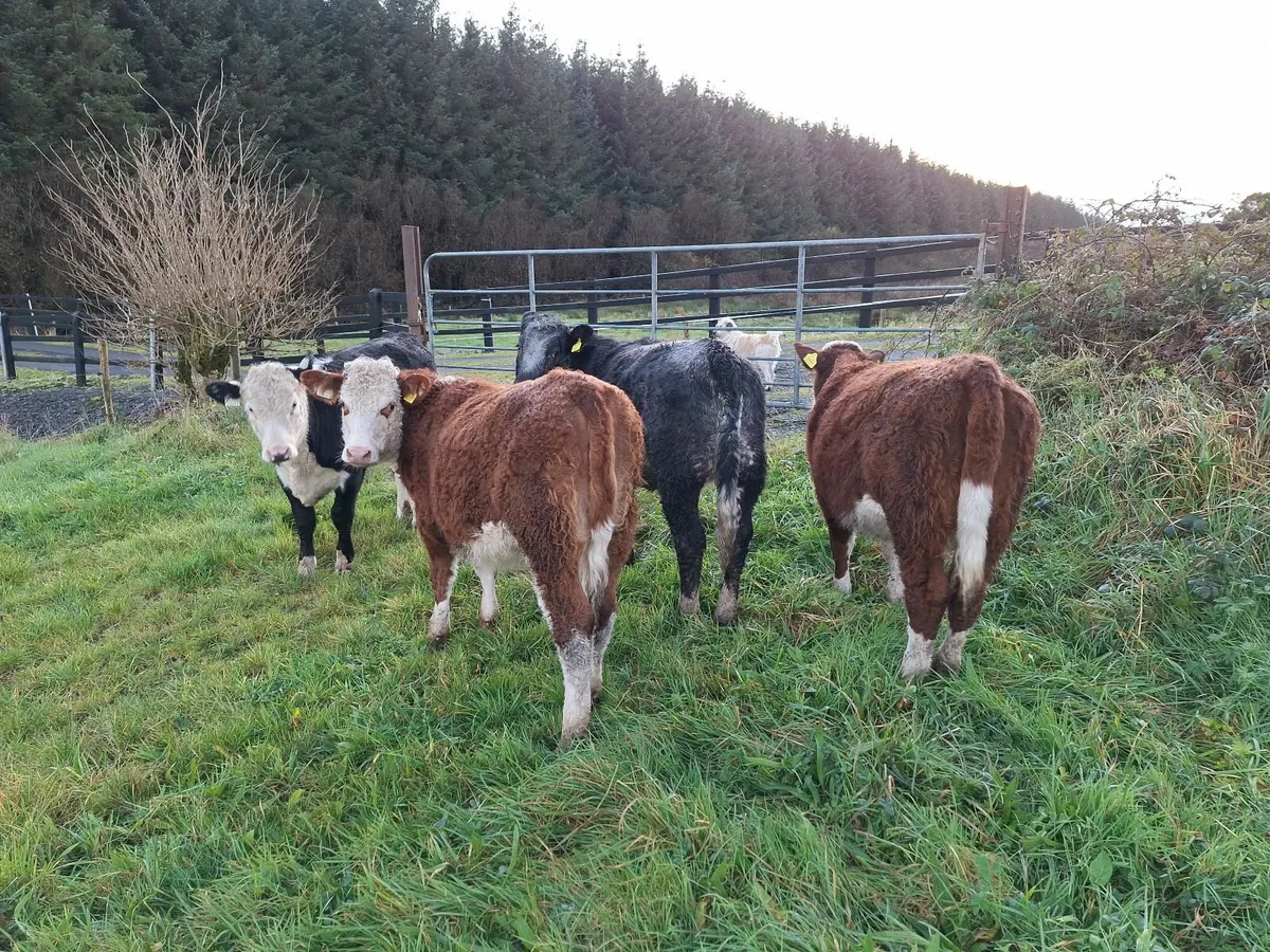 Shorthorn  heifers - Image 1