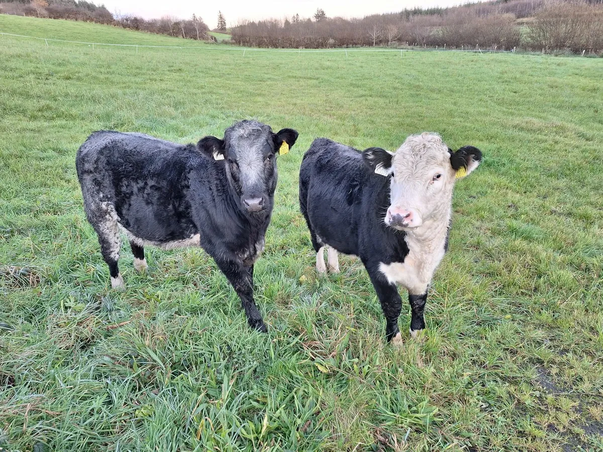 Shorthorn  heifers - Image 2