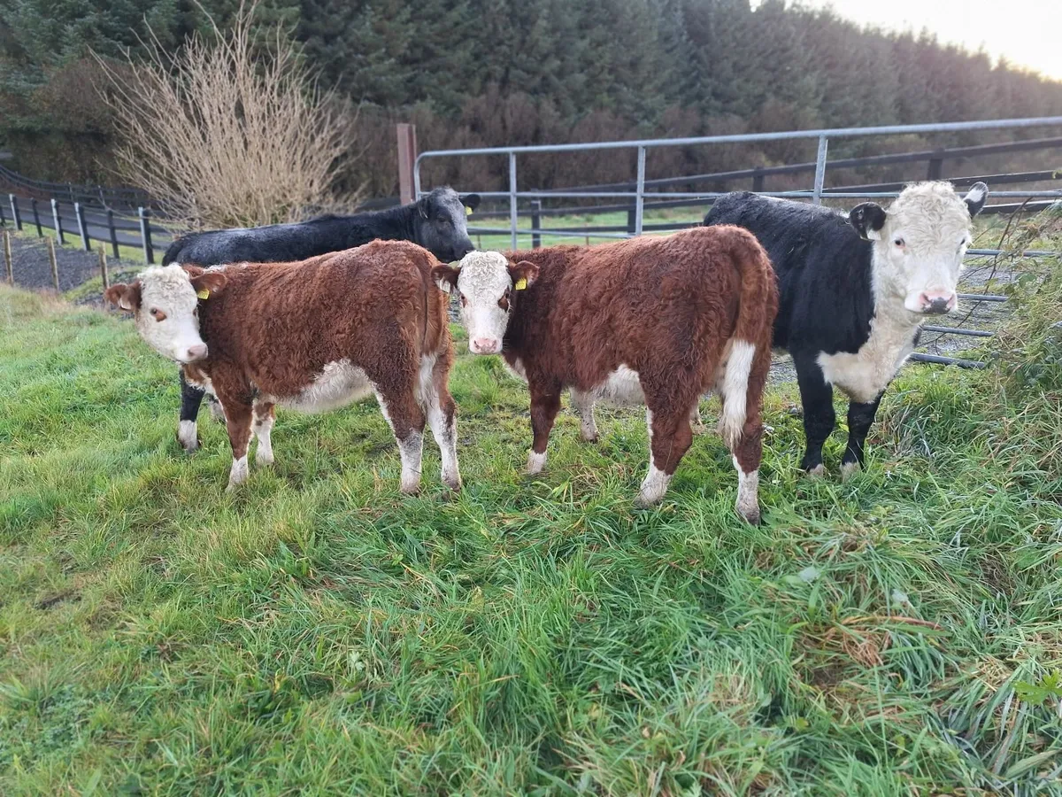 Shorthorn  heifers - Image 3