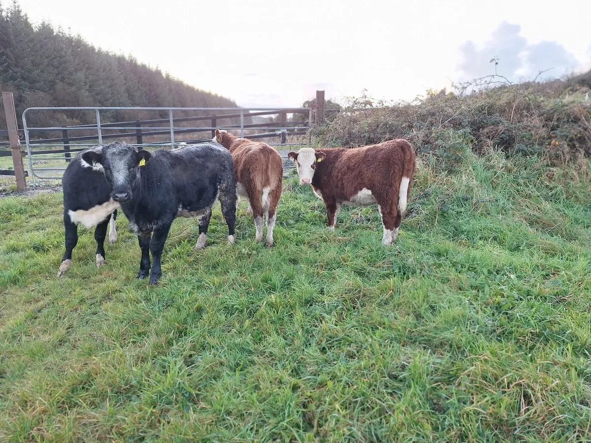 Shorthorn  heifers - Image 4
