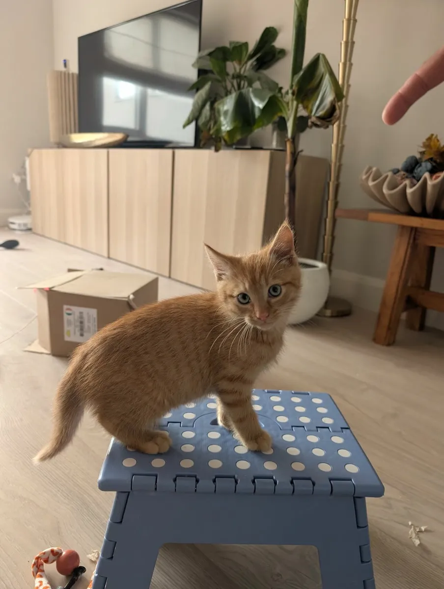 Ginger kitten - 11 weeks - Image 4