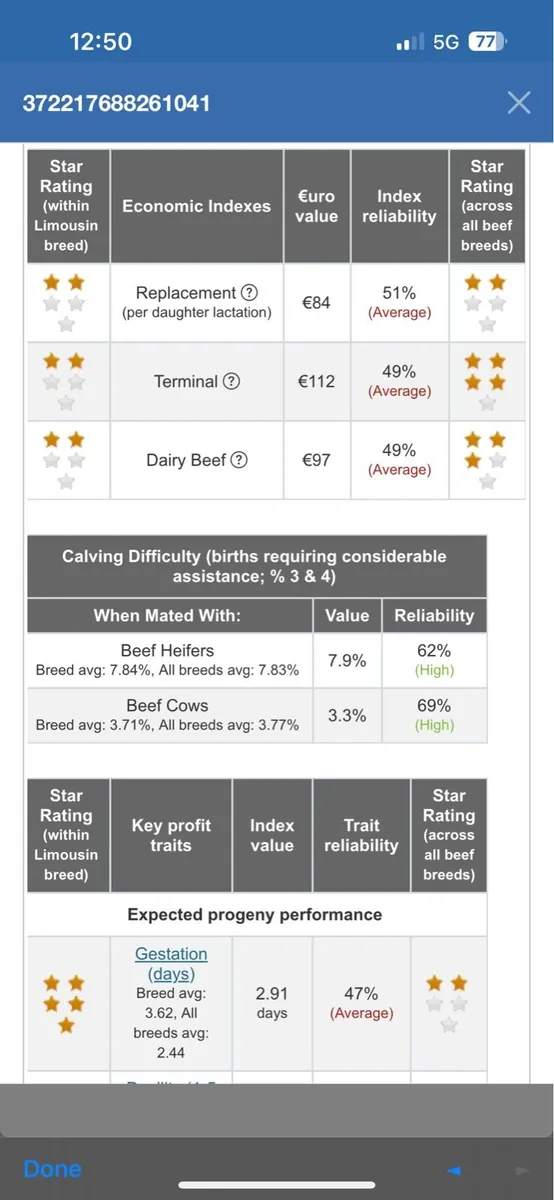 Super easy calving limousin bull - Image 3