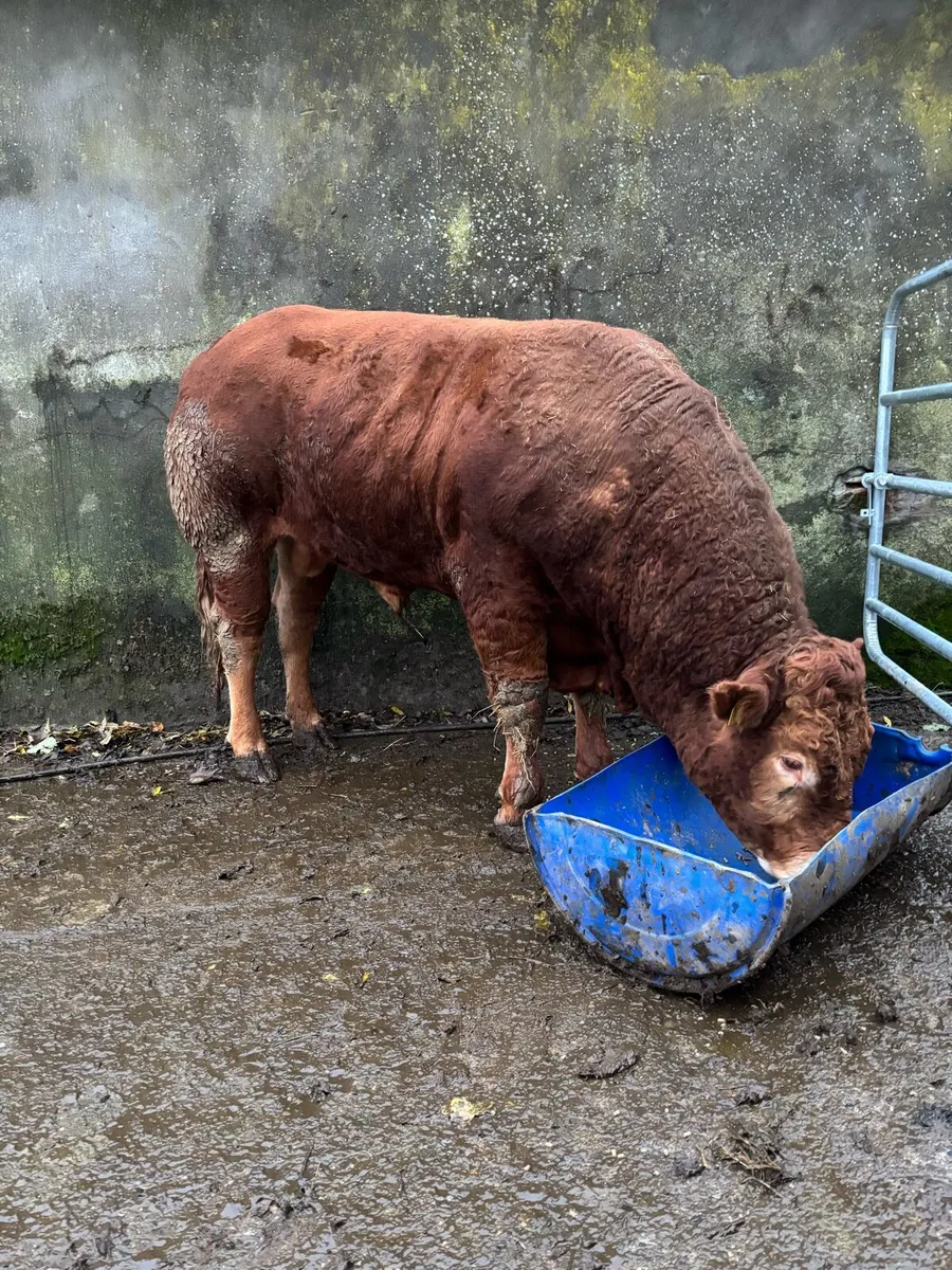 Super easy calving limousin bull - Image 4