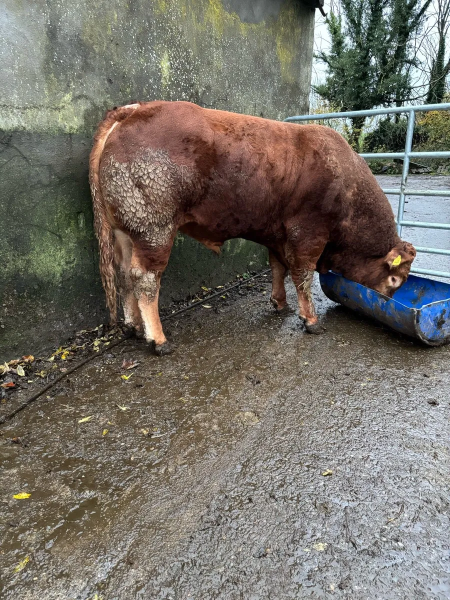 Super easy calving limousin bull - Image 1