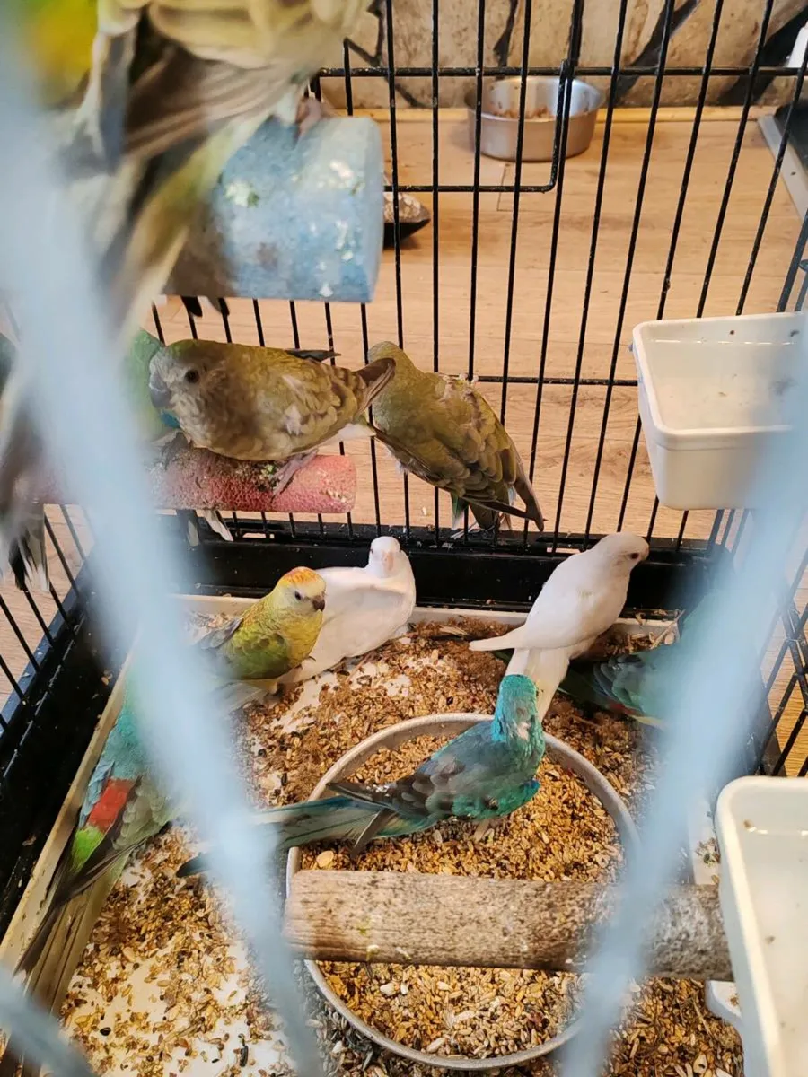 13 red rumped parakeets - Image 4