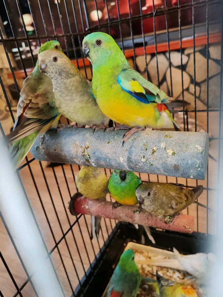 13 red rumped parakeets - Image 2