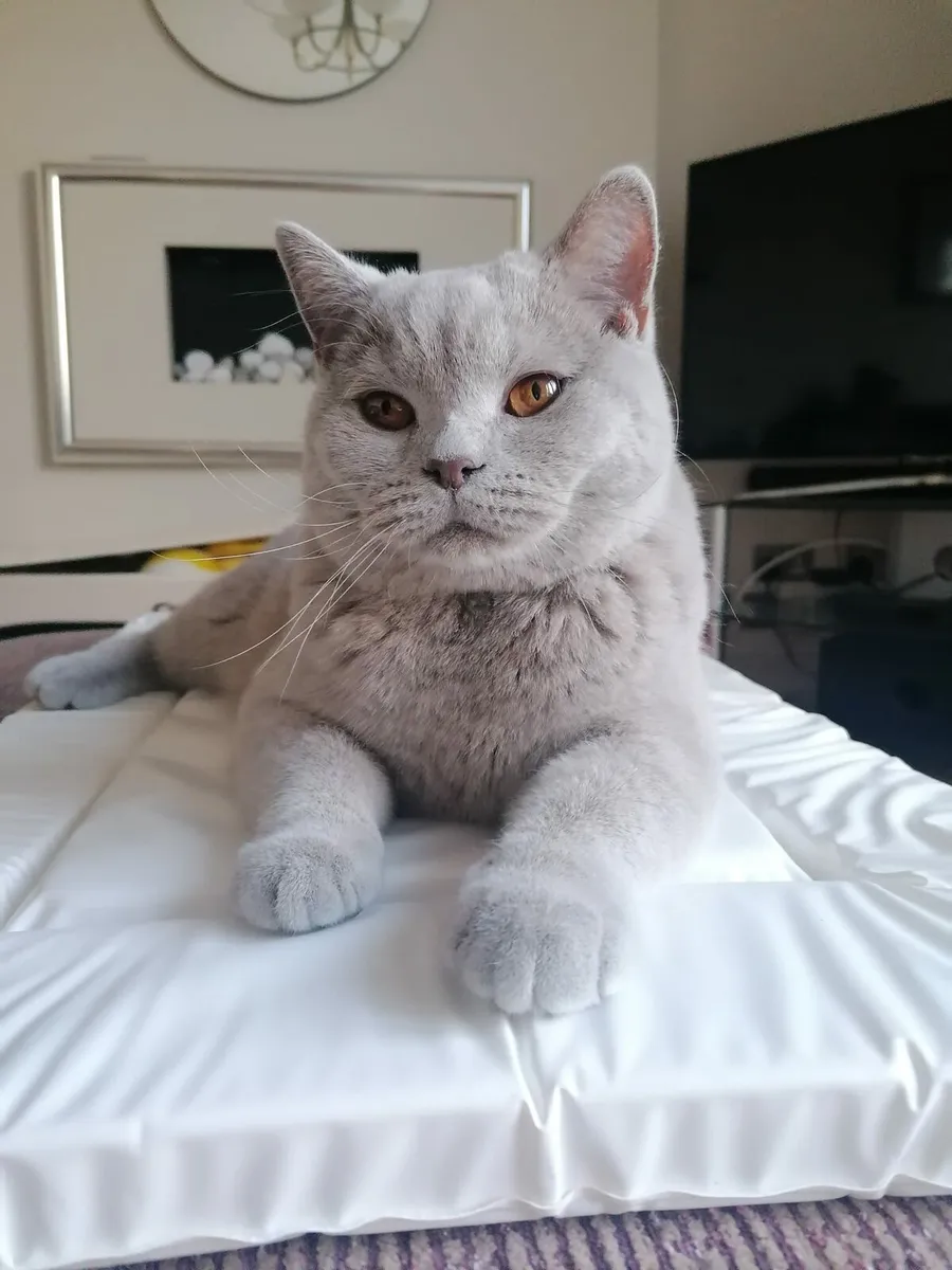 British Shorthair kittens - Image 3