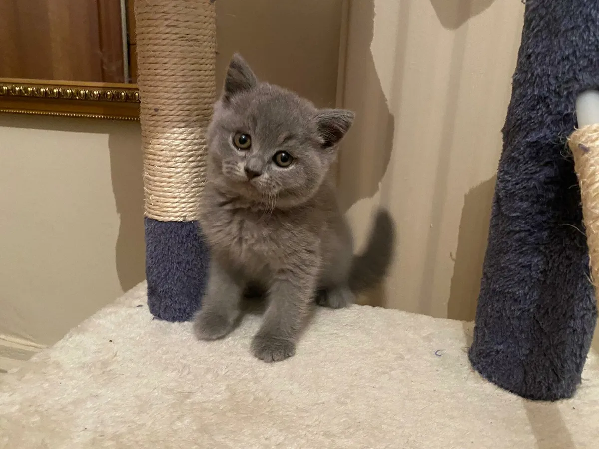 British Shorthair kittens - Image 2