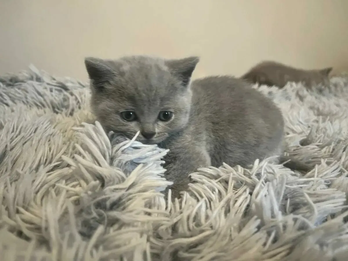 British Shorthair kittens - Image 4