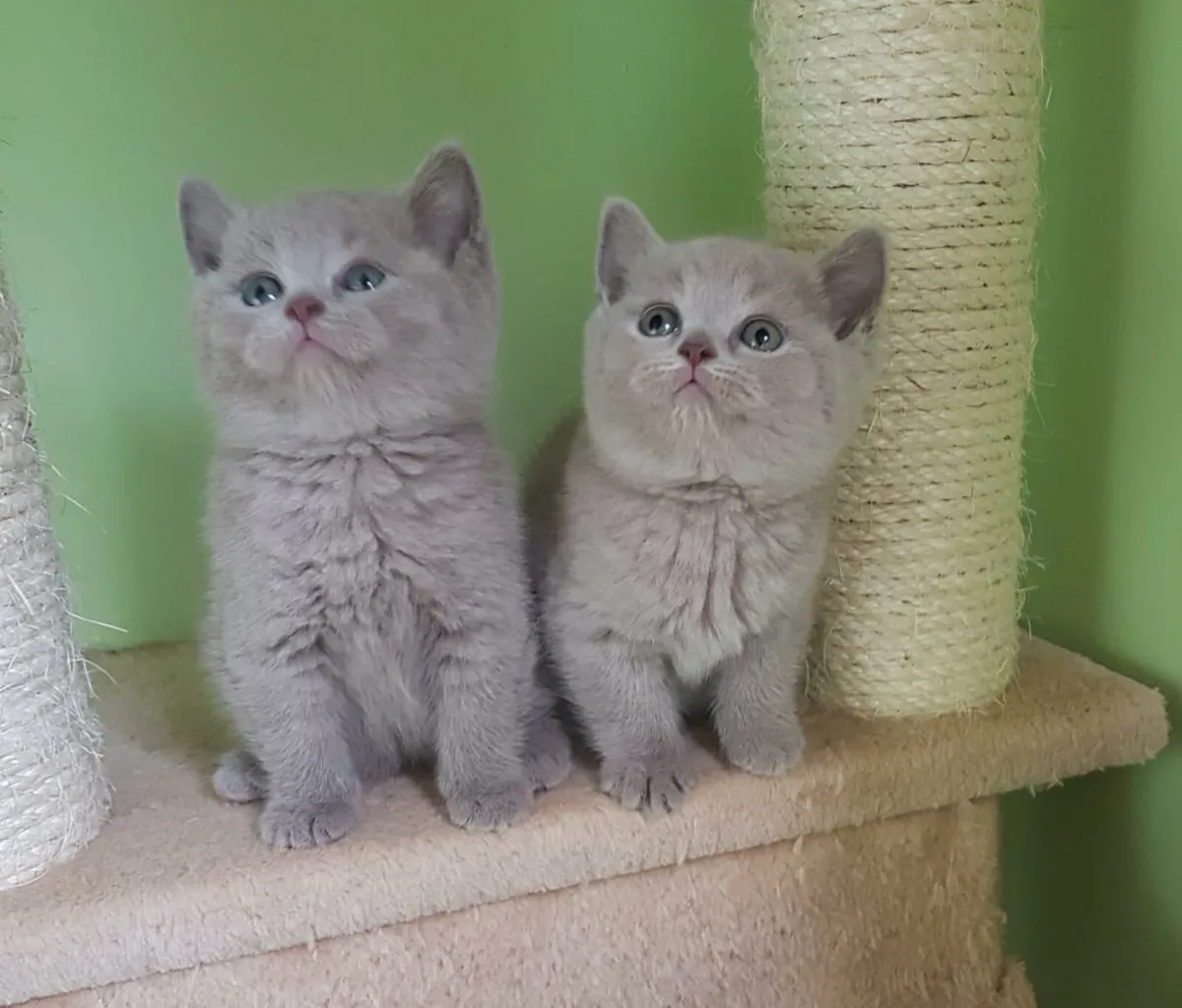 British Shorthair kittens - Image 1