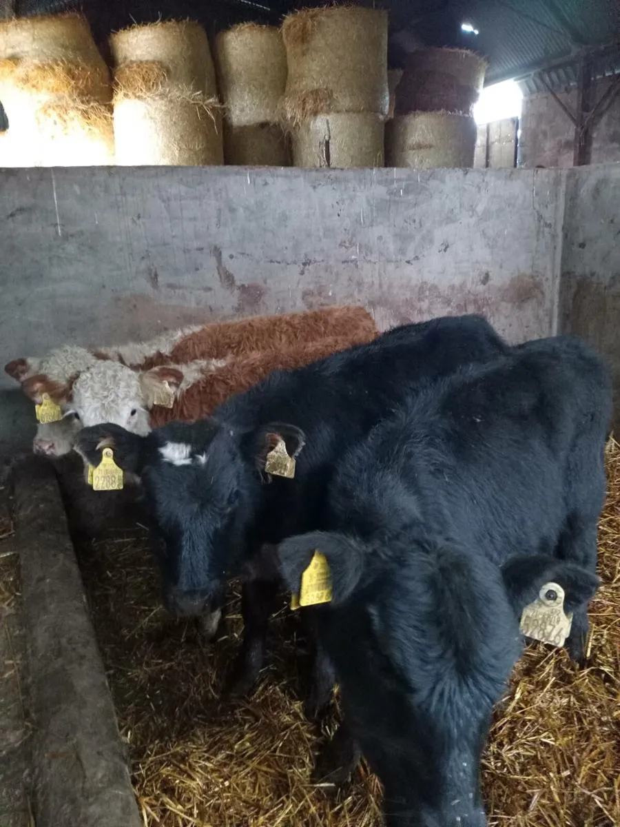 Four smashing suckler breed runners - Image 1