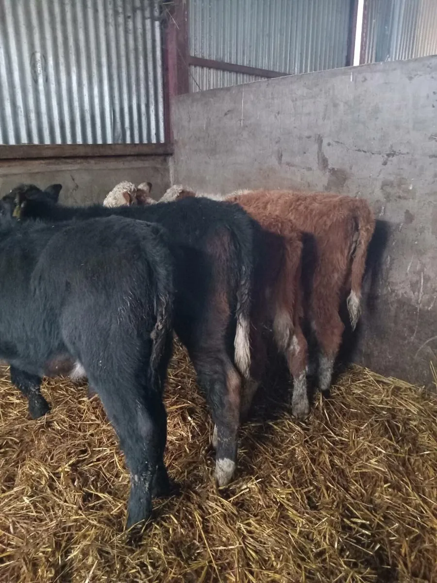 Four smashing suckler breed runners - Image 2