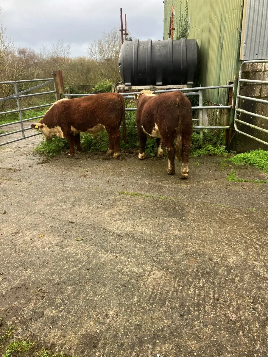Pbr Hereford bulls - Image 1