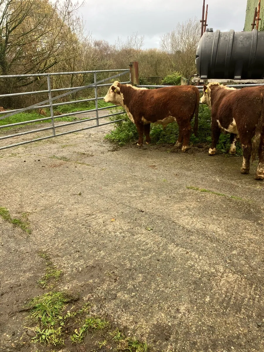 Pbr Hereford bulls - Image 2