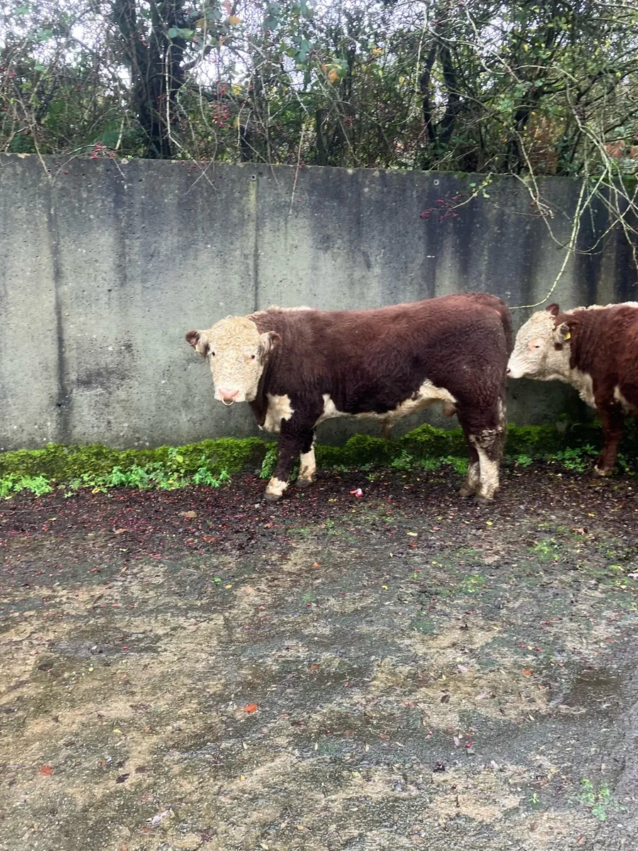 Pbr Hereford bulls - Image 3