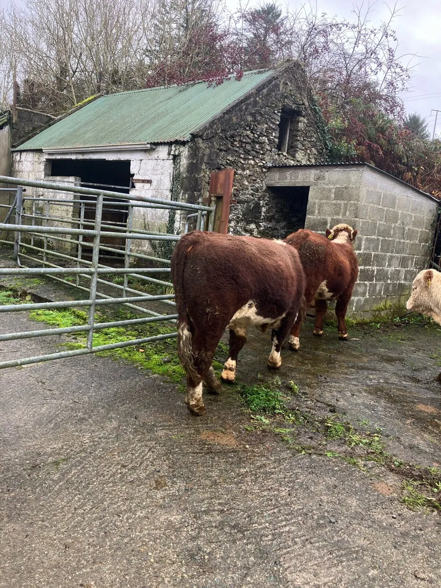Pbr Hereford bulls - Image 4