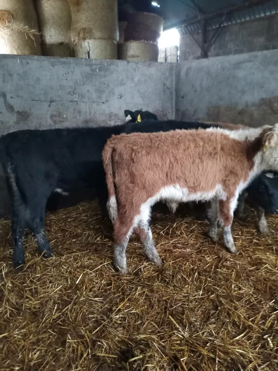 Four smashing suckler breed runners - Image 3