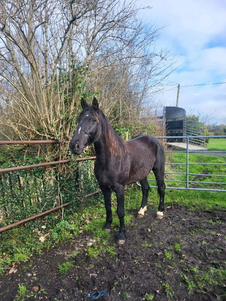 Black gelding 15.2/3 - Image 1