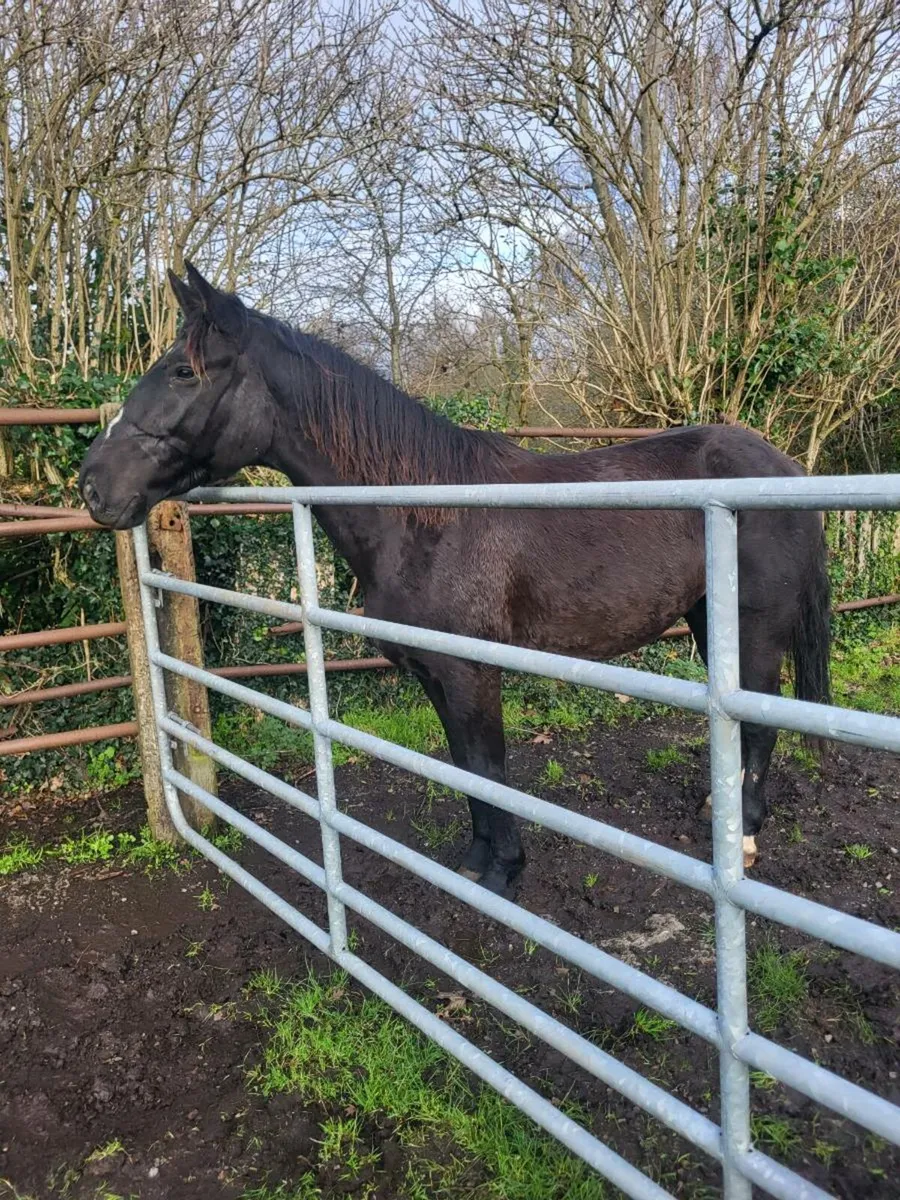 Black gelding 15.2/3 - Image 2