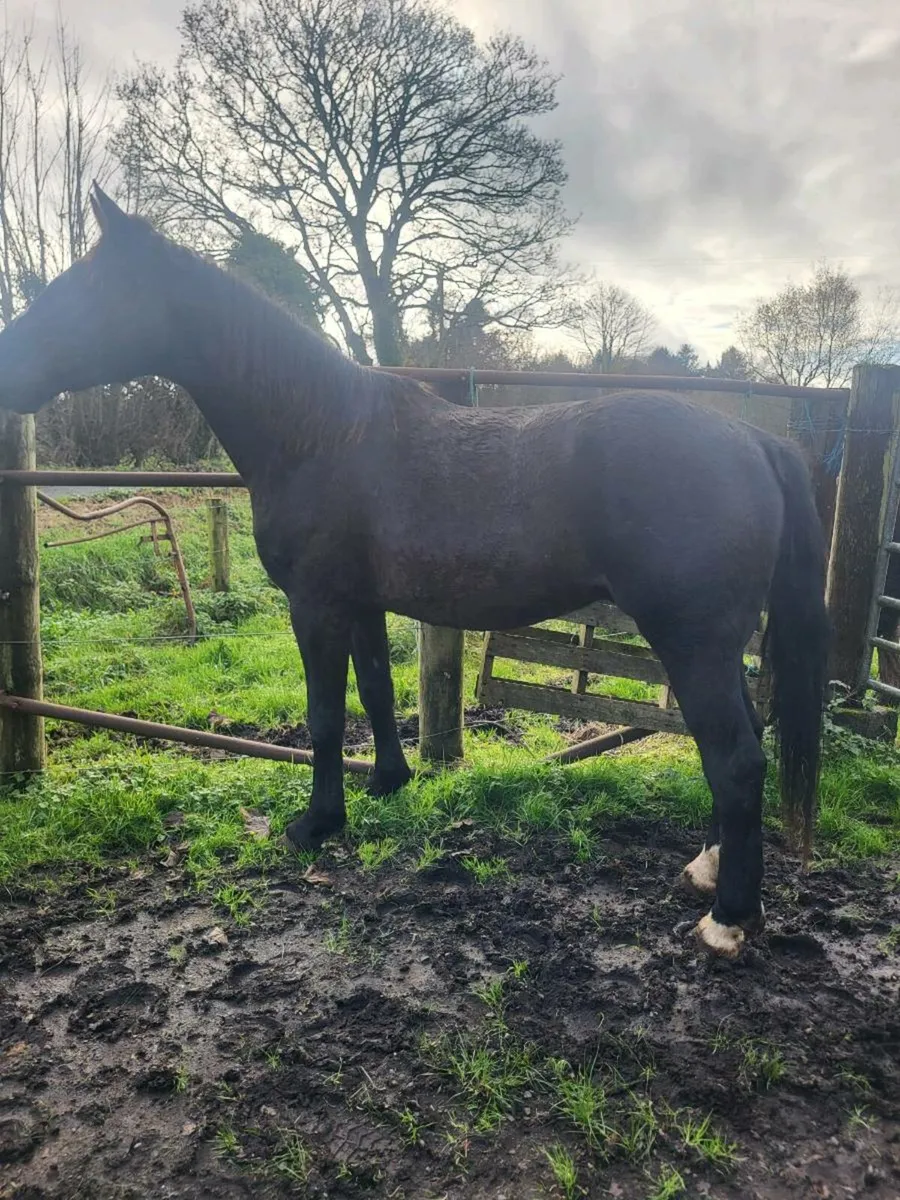 Black gelding 15.2/3 - Image 4