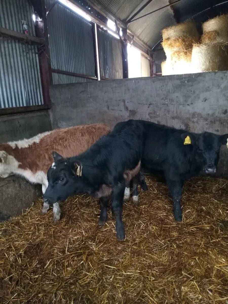 Four smashing suckler breed runners - Image 4