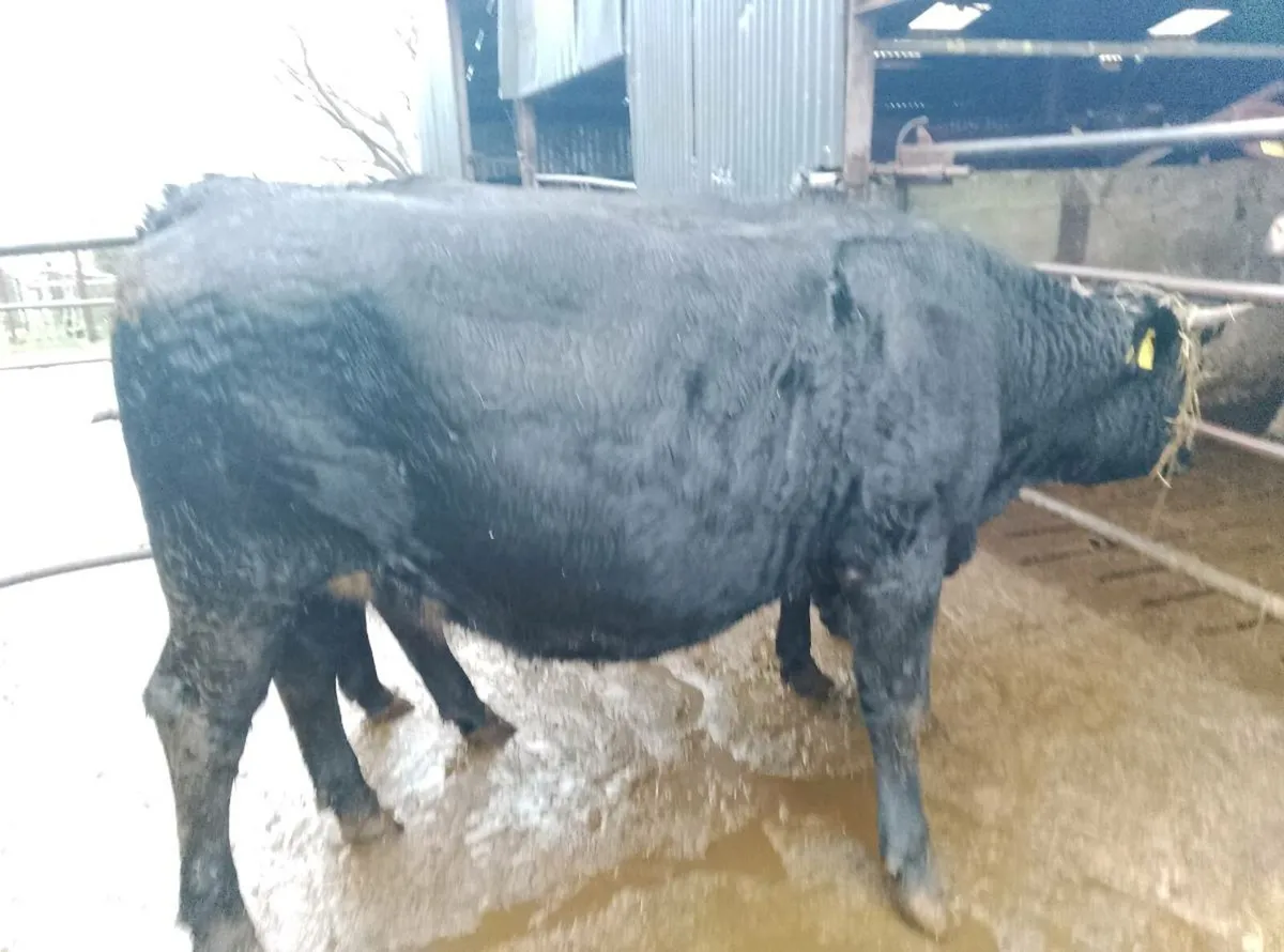 Full symbol organic Limousin in calf heifer - Image 1