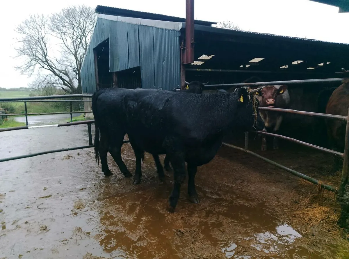 Full symbol organic Limousin in calf heifer - Image 2