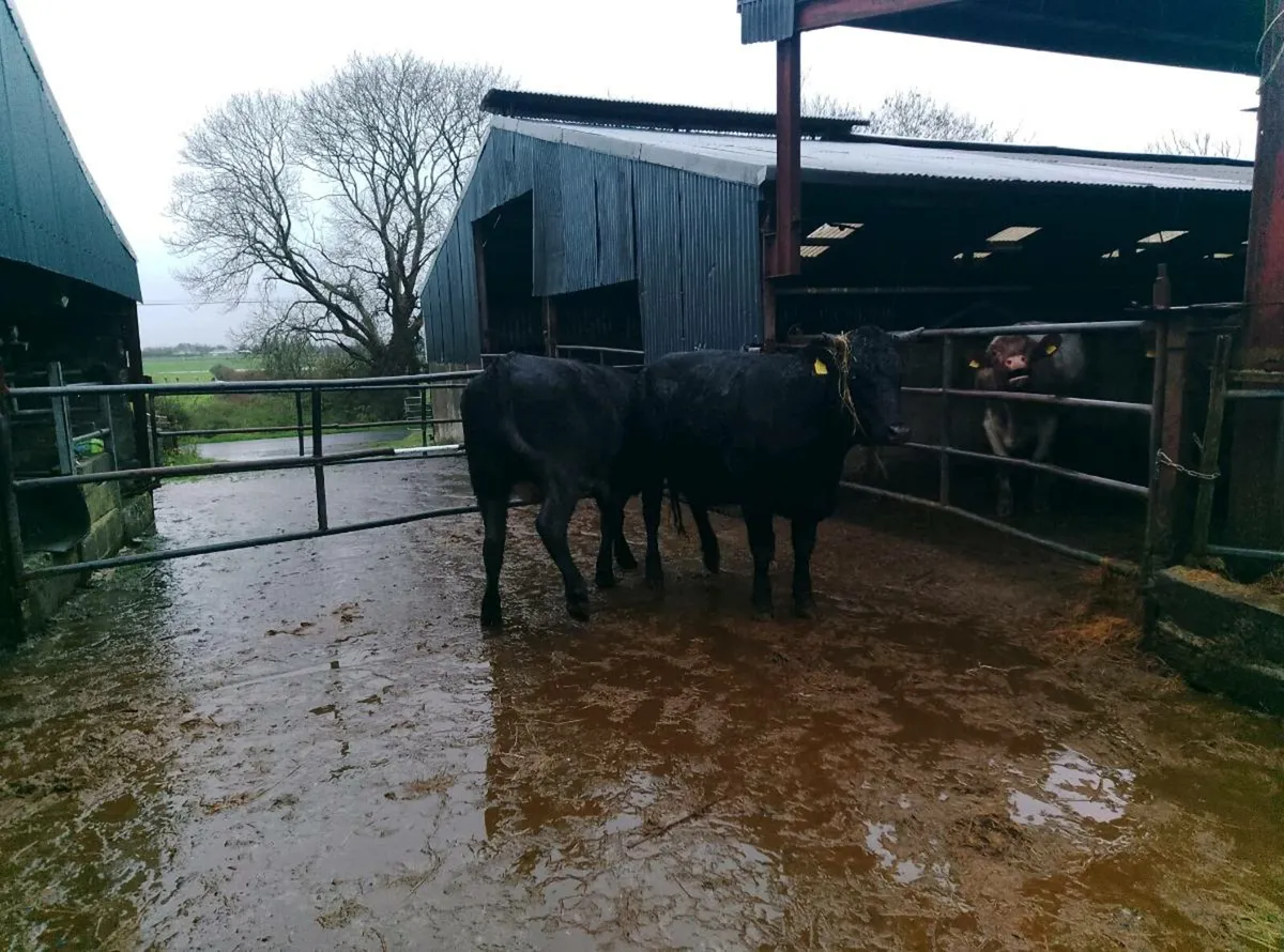 Full symbol organic Limousin in calf heifer - Image 3