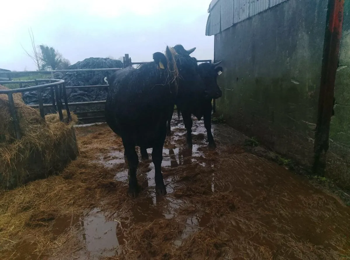 Full symbol organic Limousin in calf heifer - Image 4