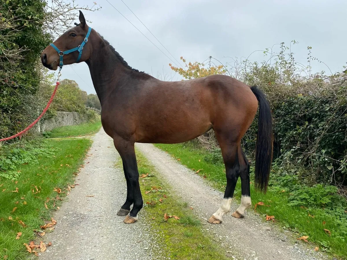 Horse filly - Image 4