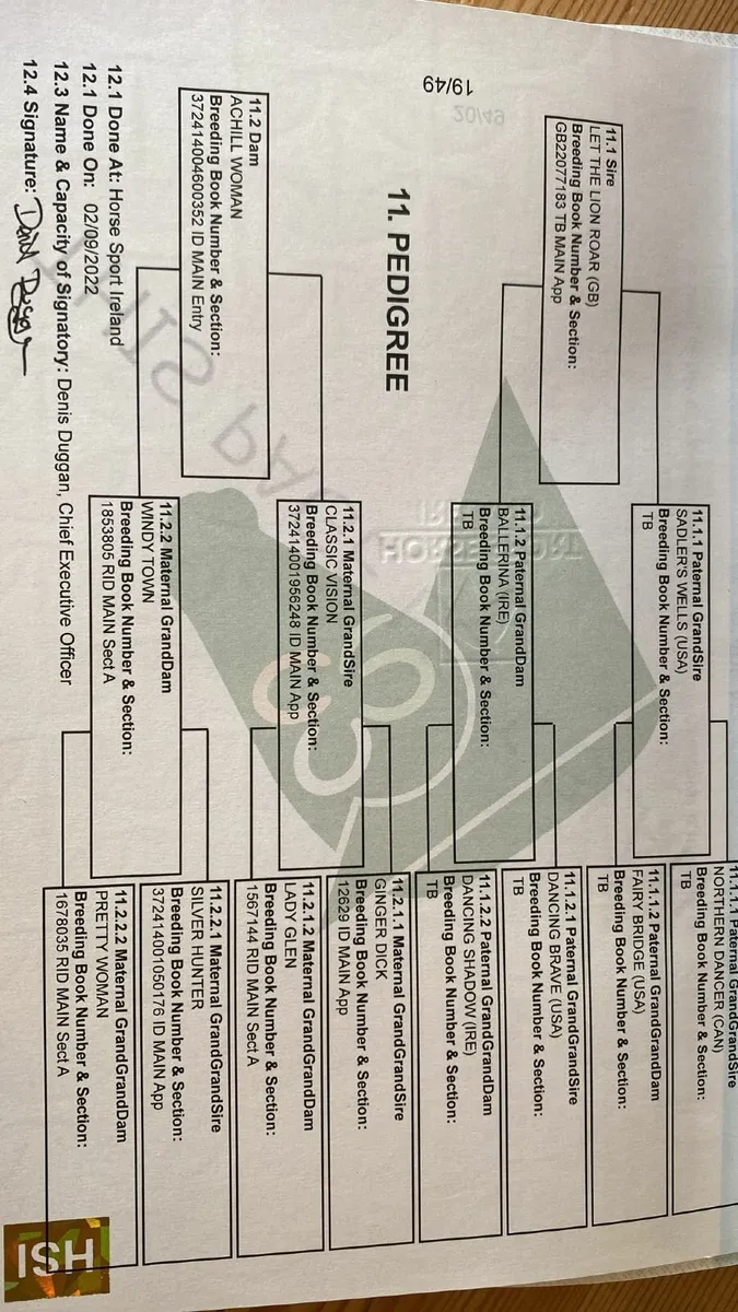 Horse filly 3yr old - Image 3