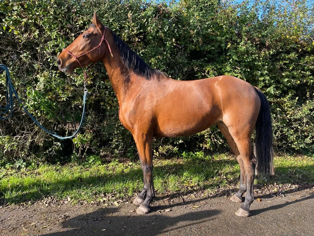 Horse filly 3yr old - Image 4