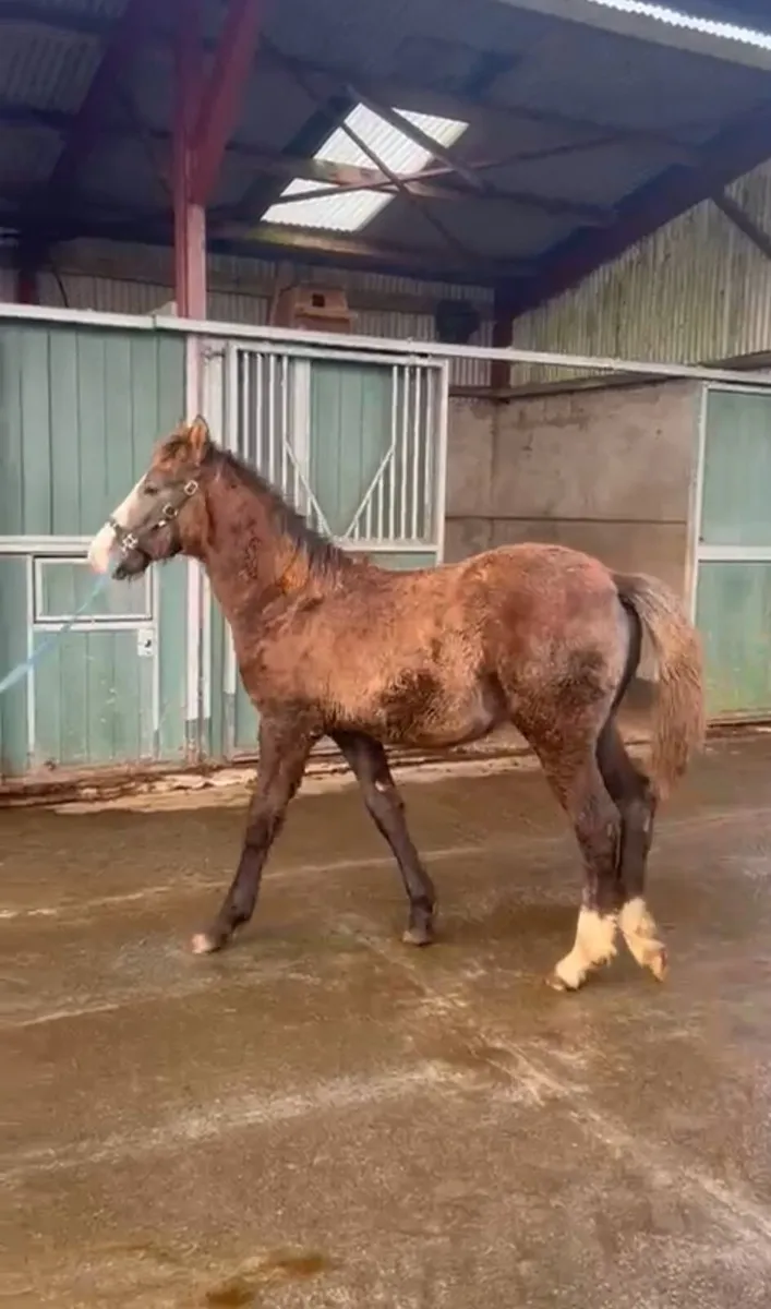 Colt foal by Dernahatten Vision - Image 1