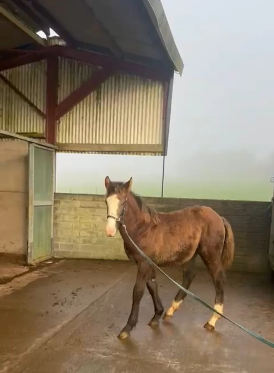 Colt foal by Dernahatten Vision - Image 2