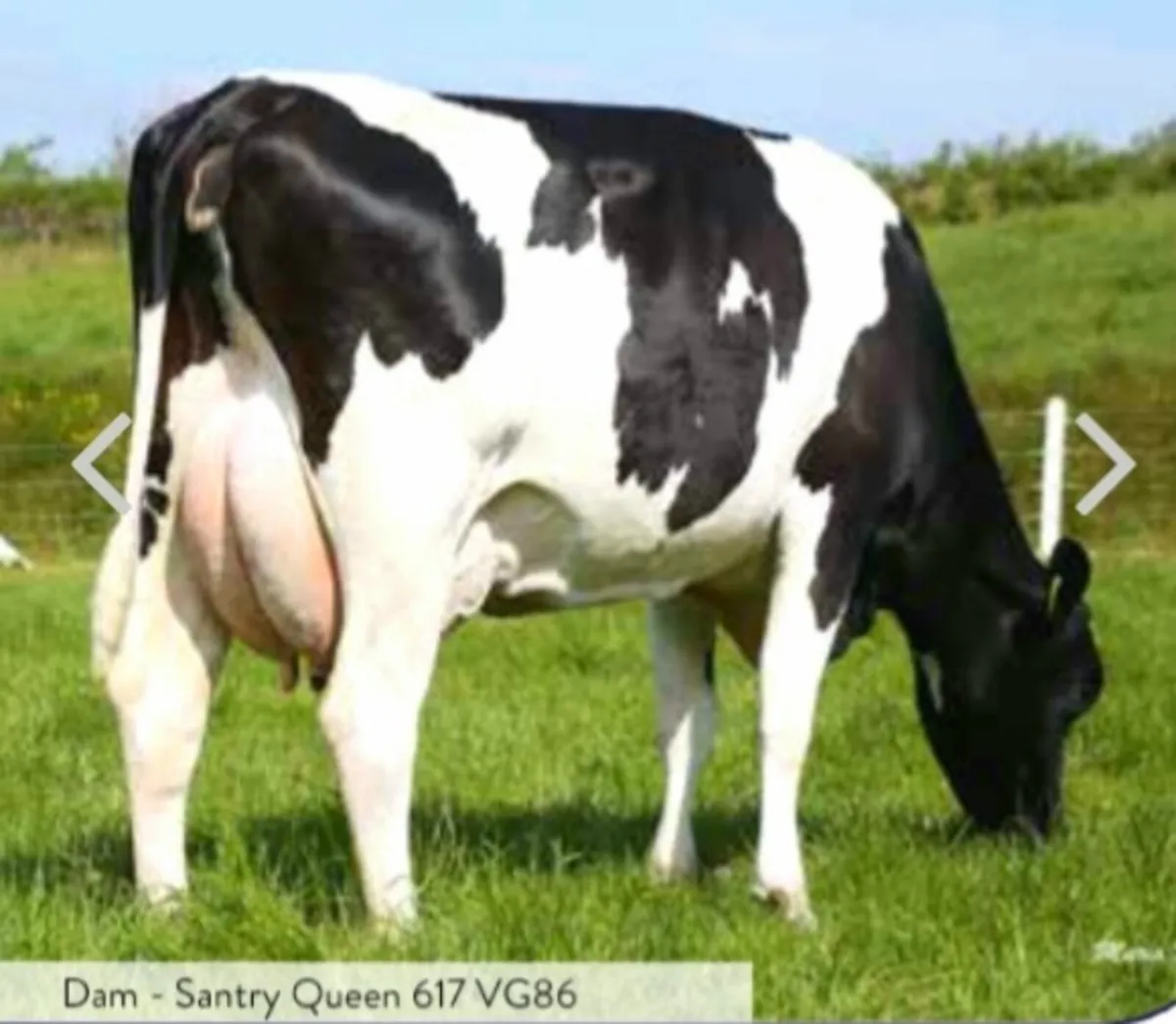 Top AI Ped Fr Cow - Image 1