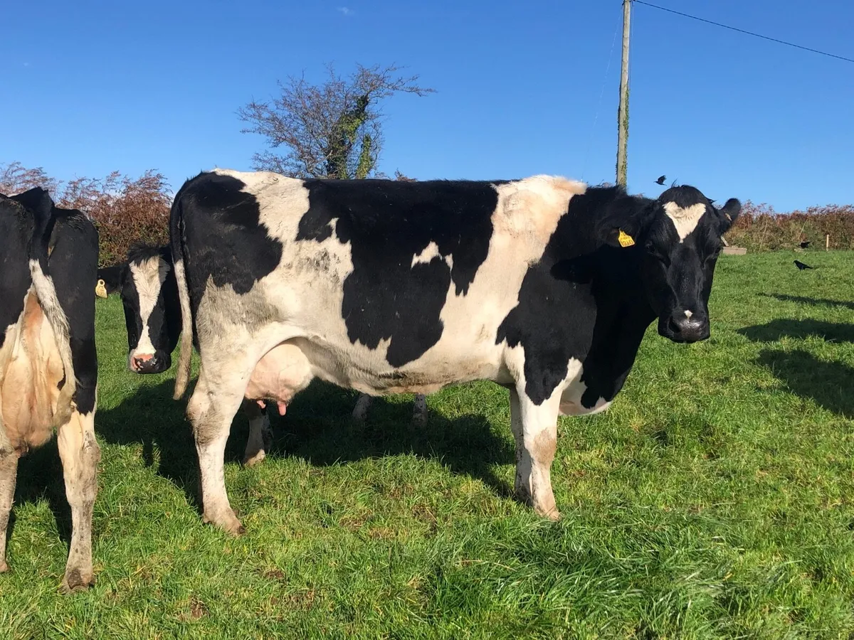 Top AI Ped Fr Cow - Image 2