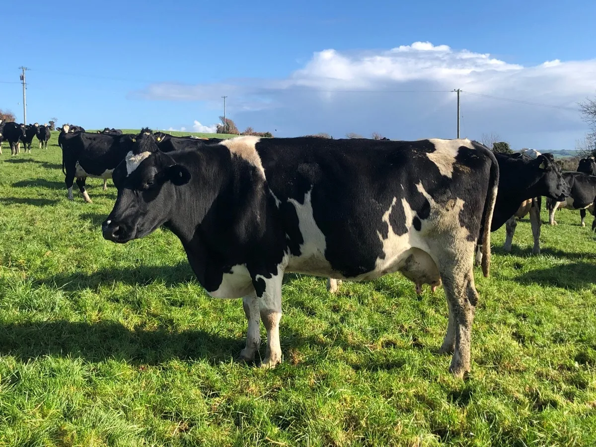 Top AI Ped Fr Cow - Image 3