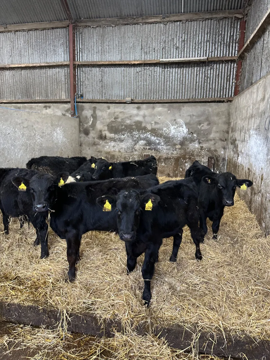 Angus and Hereford bulls - Image 2