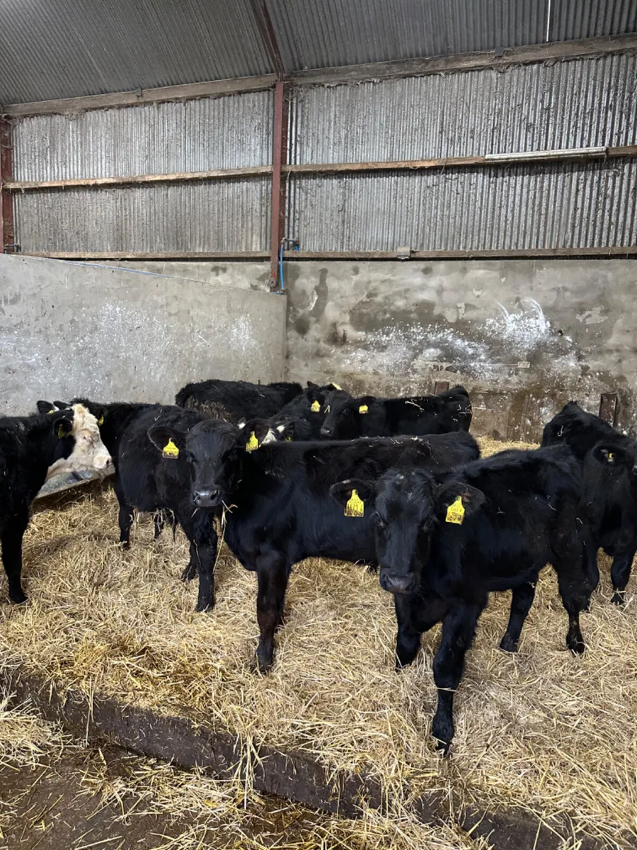 Angus and Hereford bulls - Image 1