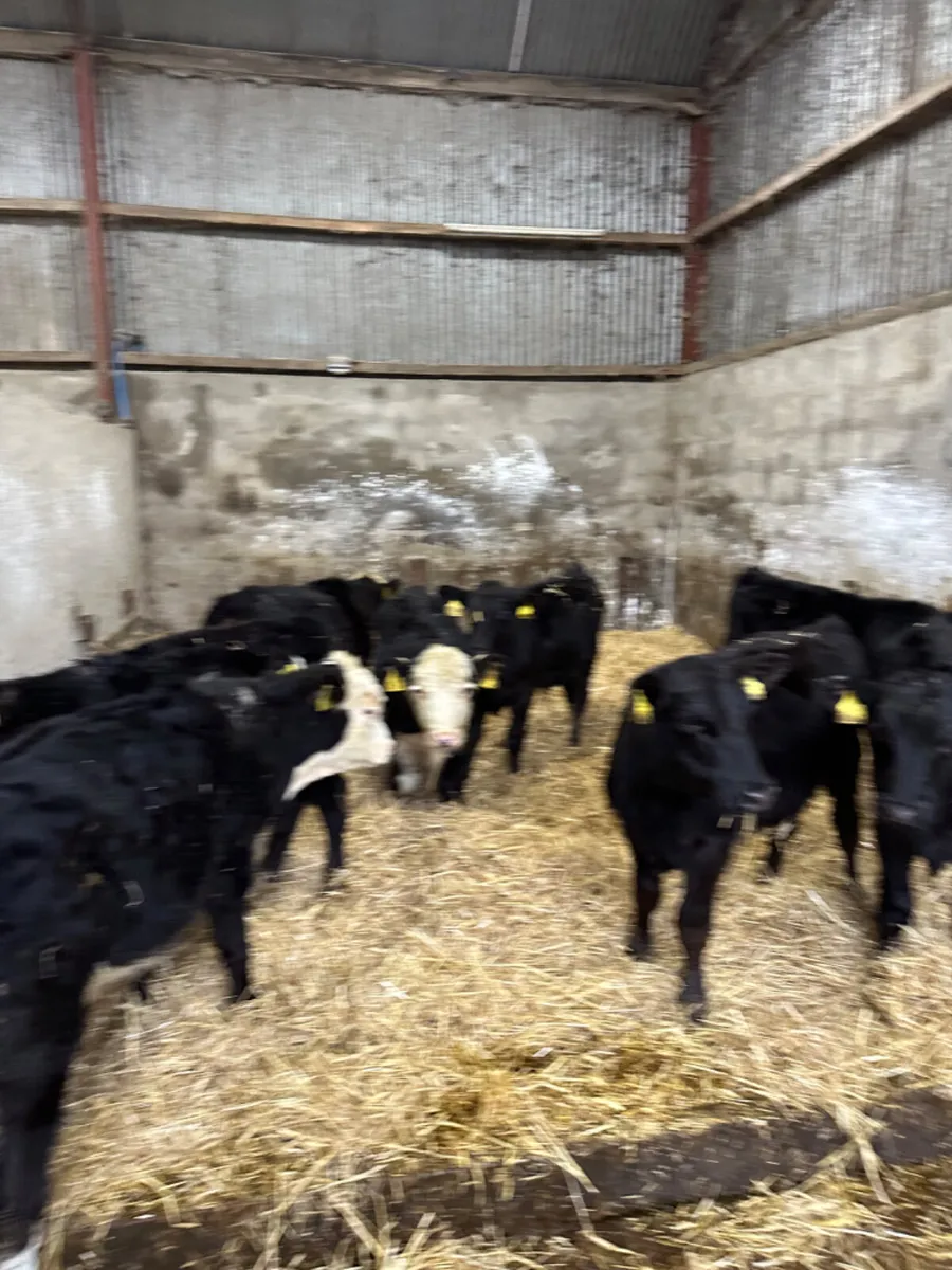 Angus and Hereford bulls - Image 4