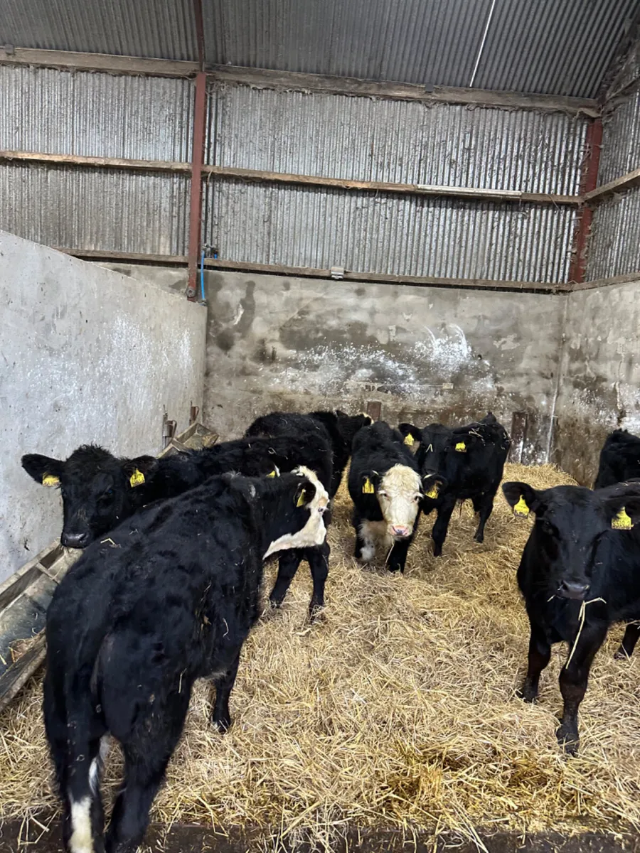 Angus and Hereford bulls - Image 3