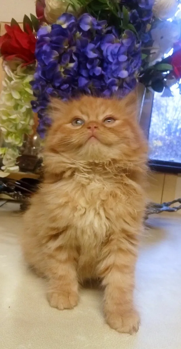 MARMADUKE..3/4 bred  MALE Persian KITTEN - Image 1