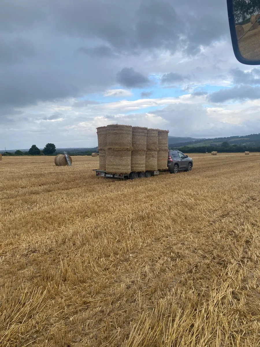 Beet and Straw. - Image 3