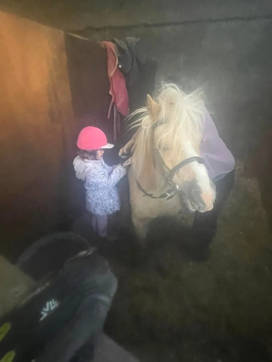 Barbie 12h beautiful lead rein pony ride and drive - Image 2