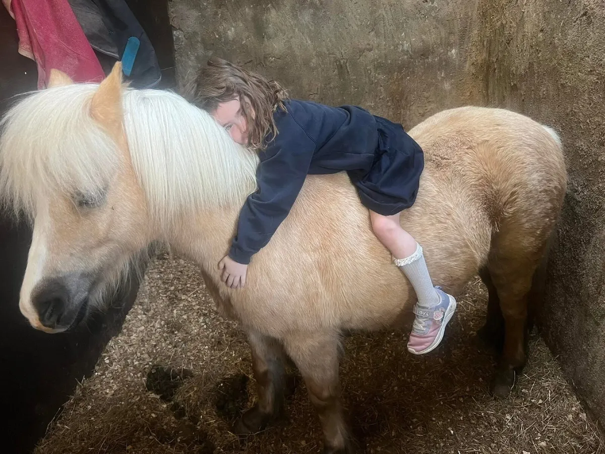 Barbie 12h beautiful lead rein pony ride and drive - Image 4