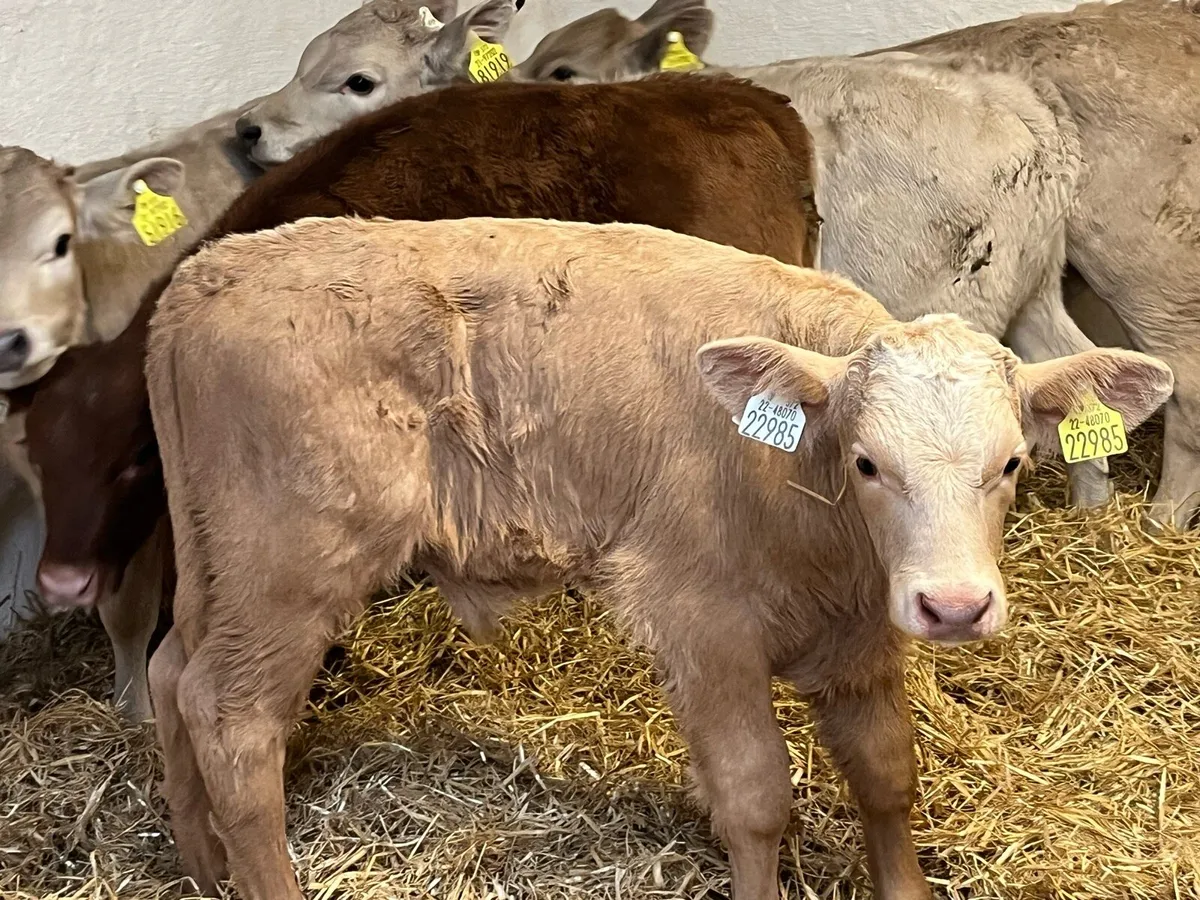 Autumn Born Calves Now Available - Image 1