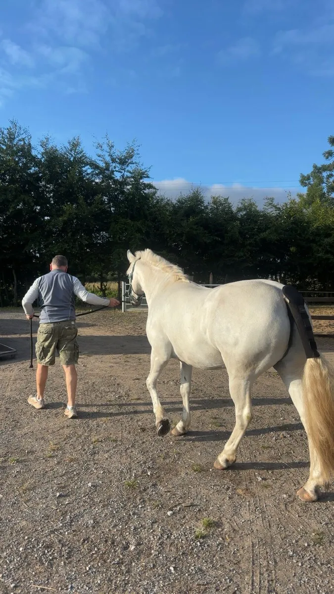 connemara pony - Image 1