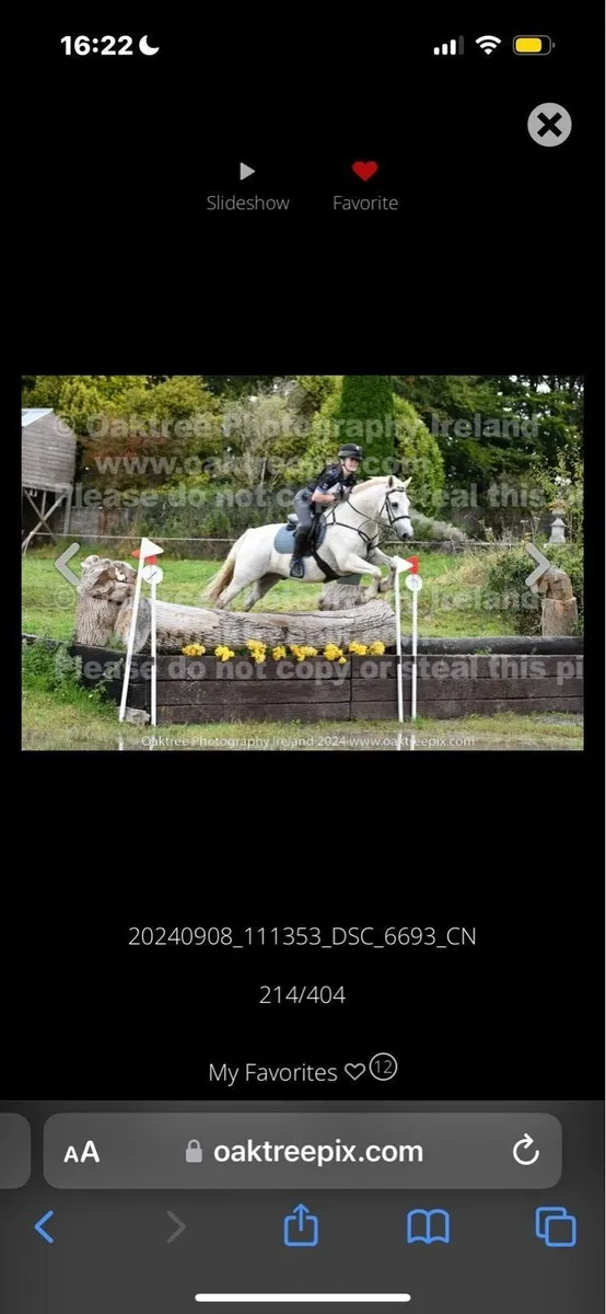 connemara pony - Image 2